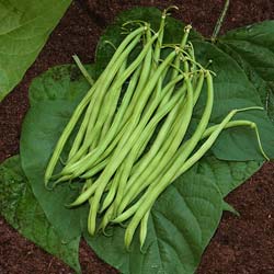 Dwarf French Bean Mangetout Dominal